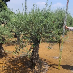 AOLV2402
