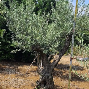AOLV2406