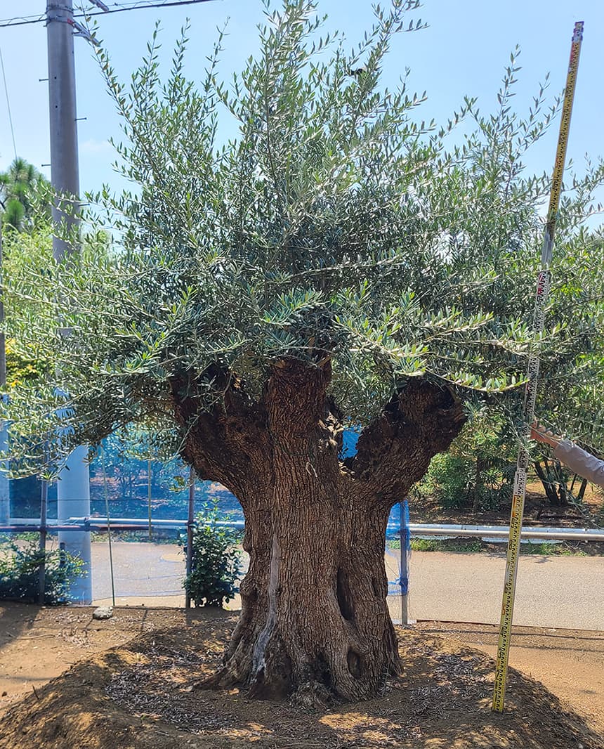 スペインオリーブ古木 威厳ある幹の樹齢300年