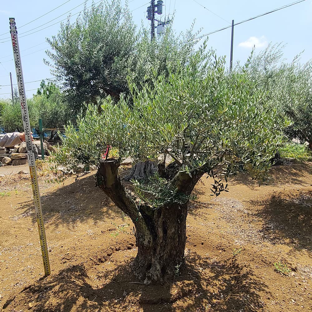 スペインオリーブ古木 どっしりとした幹の樹齢200年