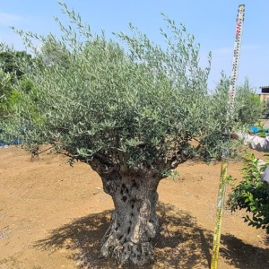 AOLV2411