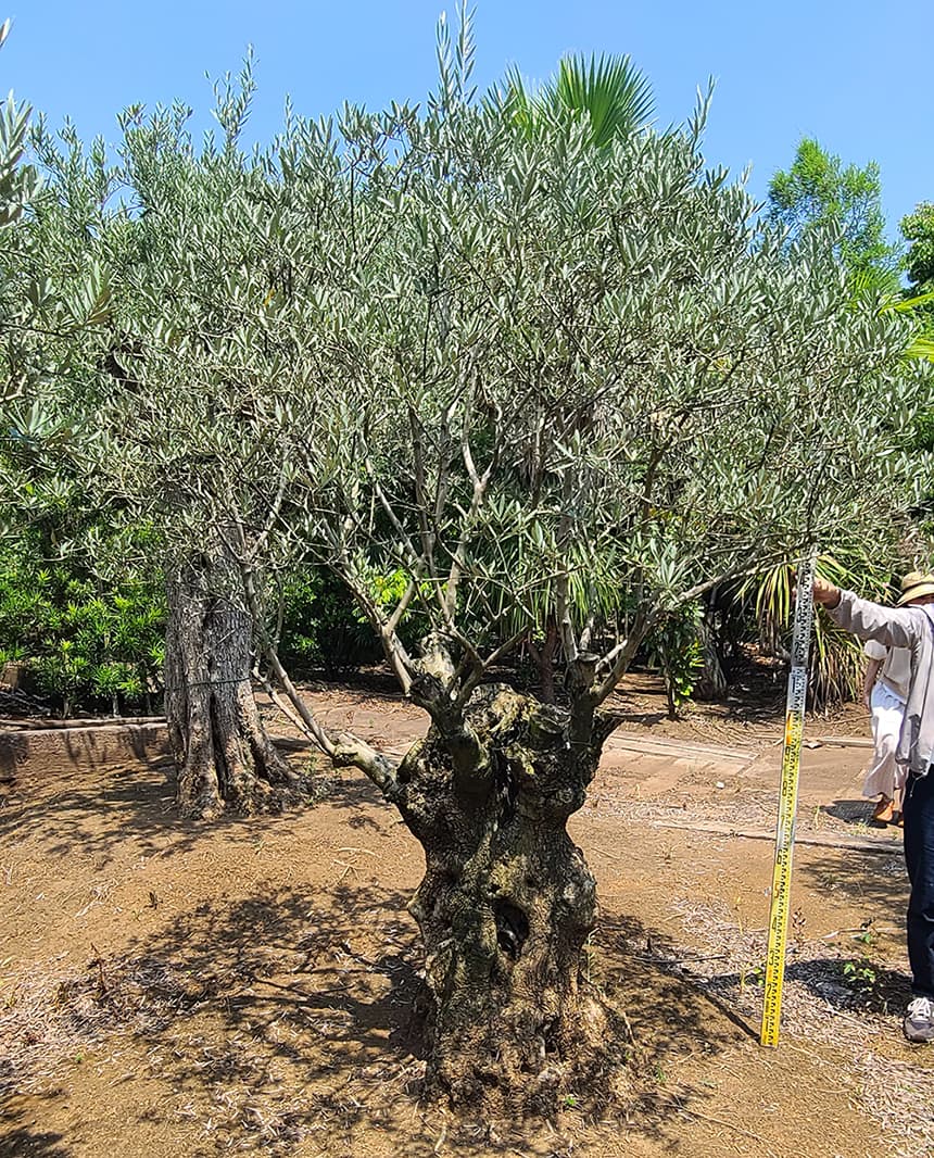スペインオリーブ古木 分岐した枝の樹齢200年