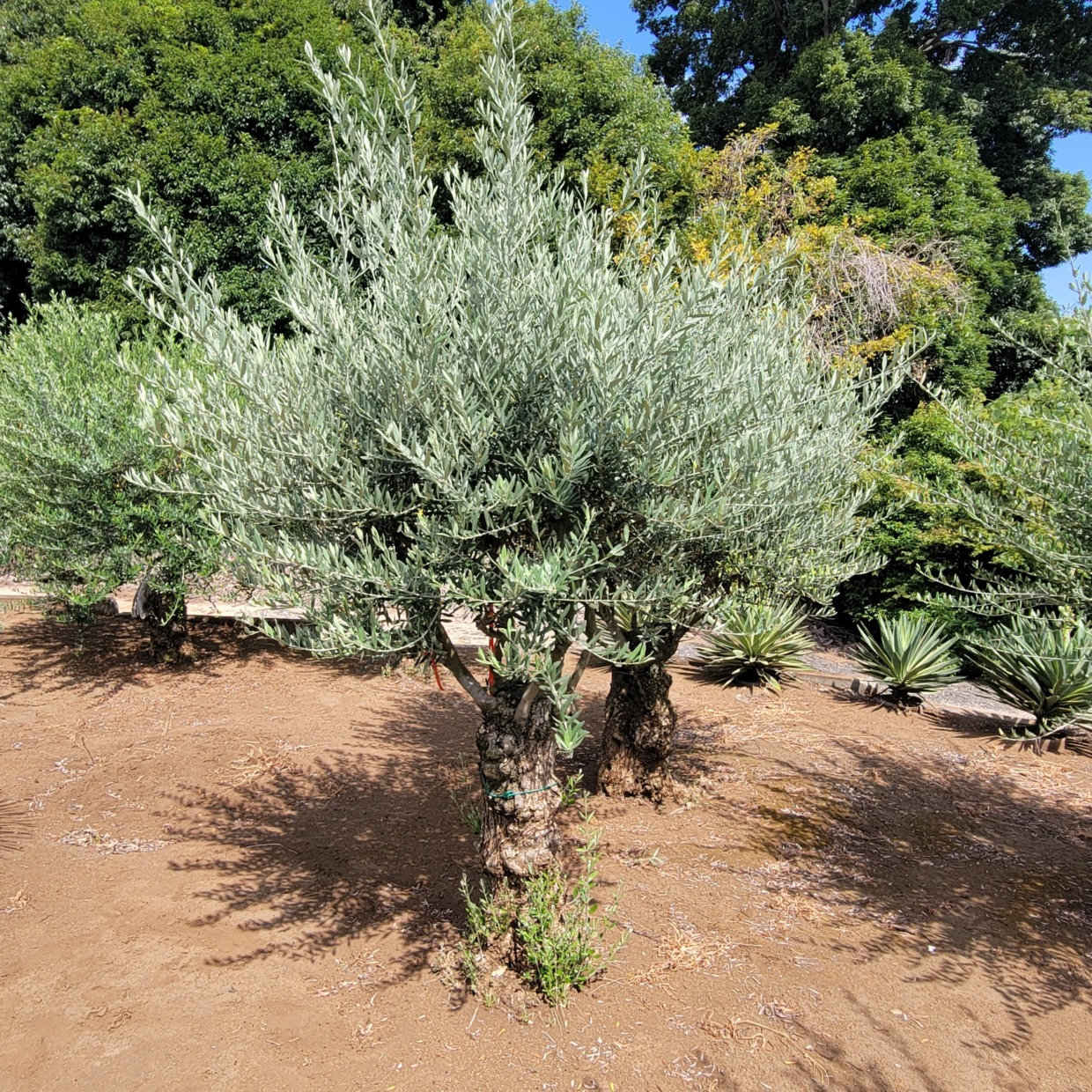 スペインオリーブ古木 分岐した枝の樹齢150年