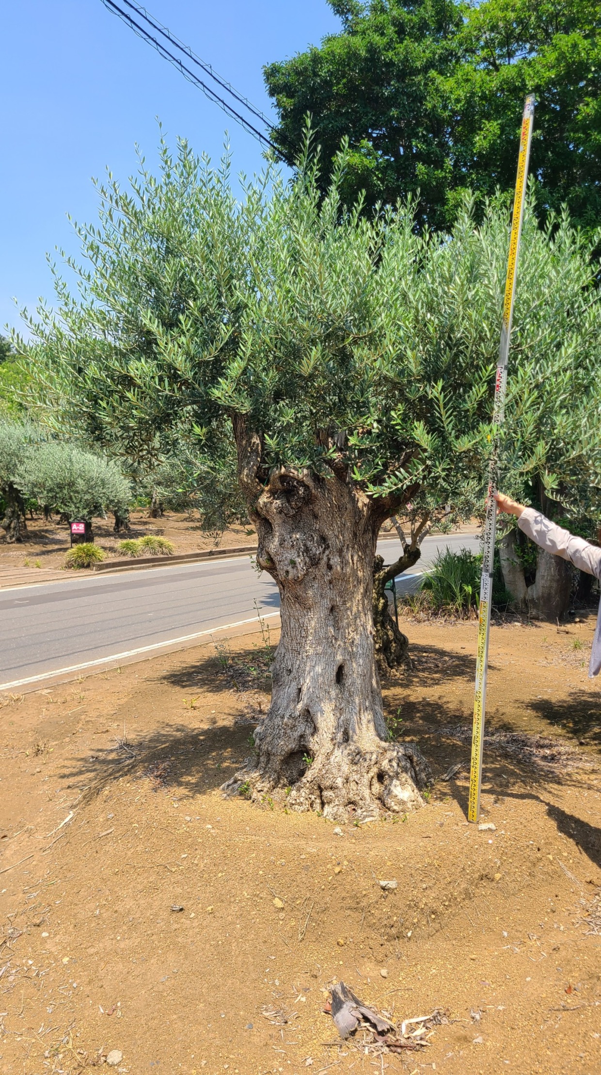 スペインオリーブ古木 分岐した枝の樹齢250年