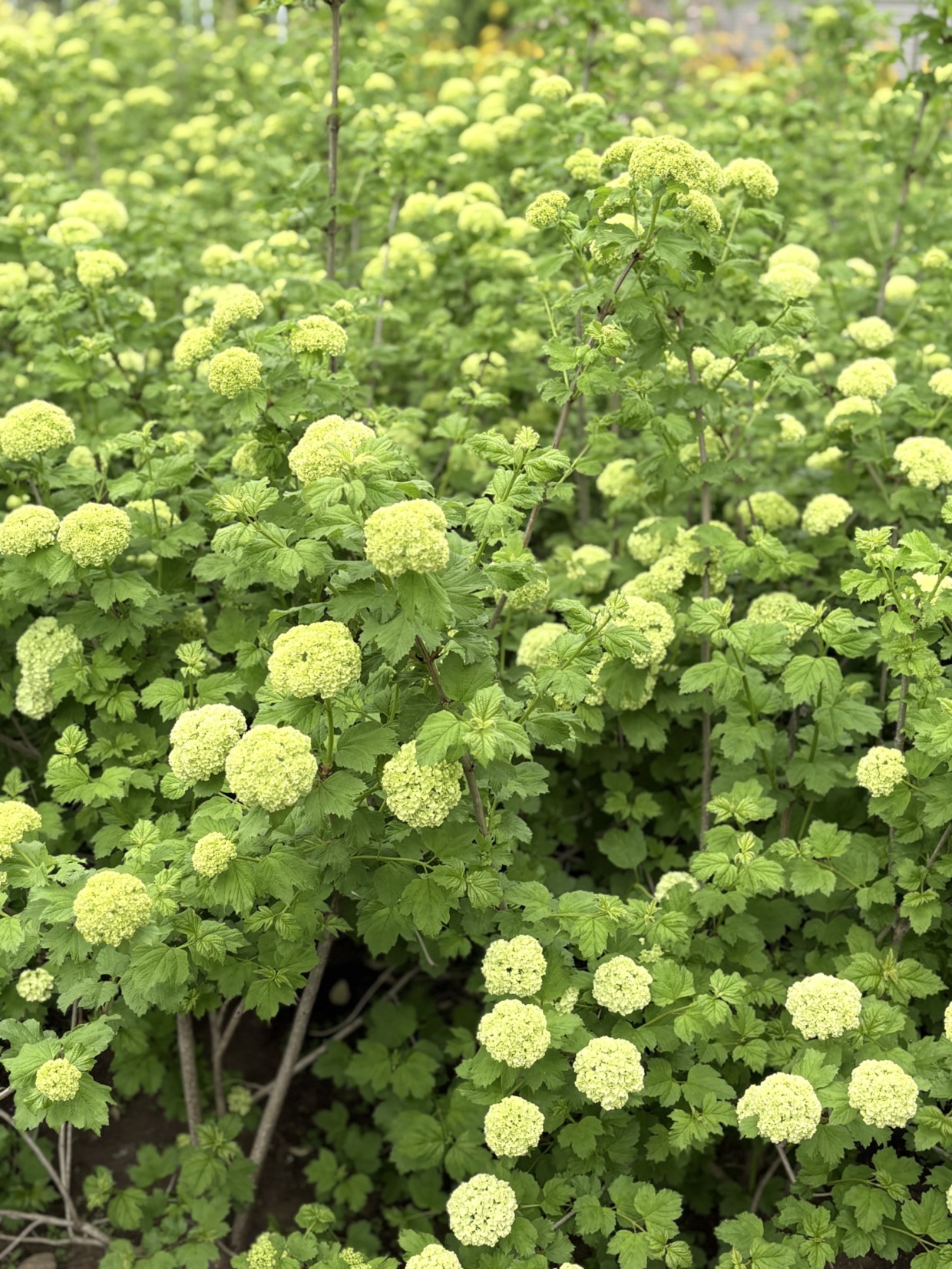 自社生産【スノーボール】